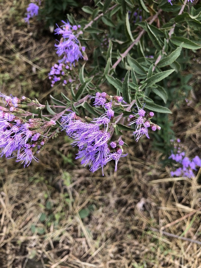 Chromolaena pulchella photo 6