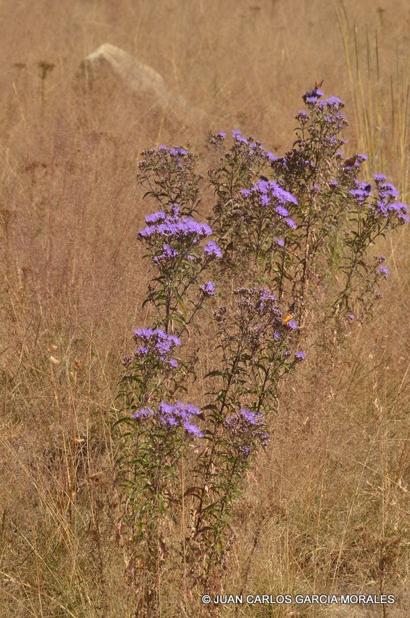 Chromolaena pulchella photo 7