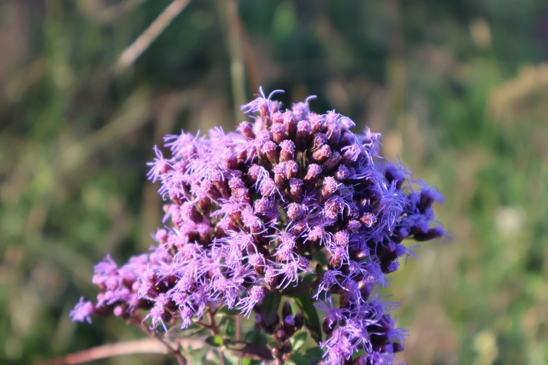 Chromolaena pulchella photo 8
