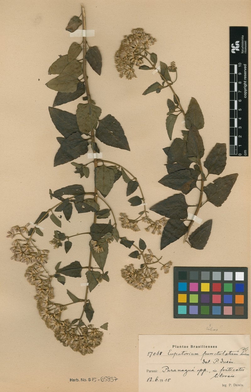 Chromolaena punctulata