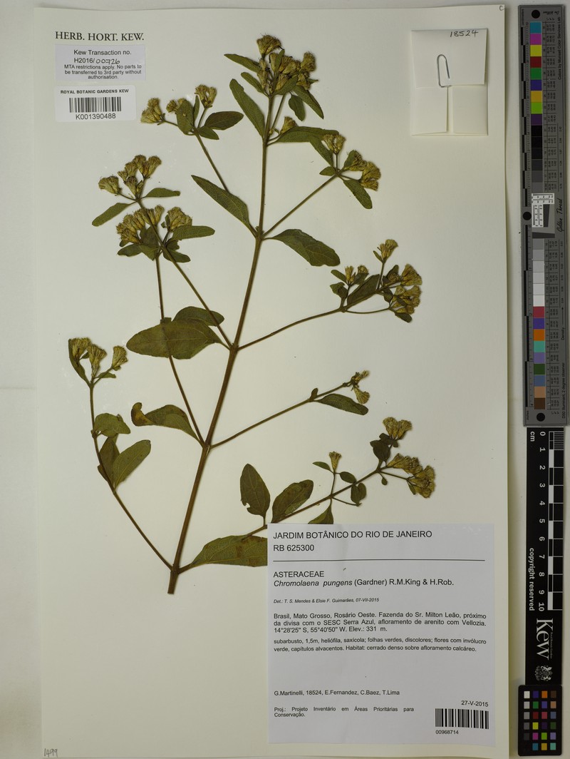 Chromolaena pungens