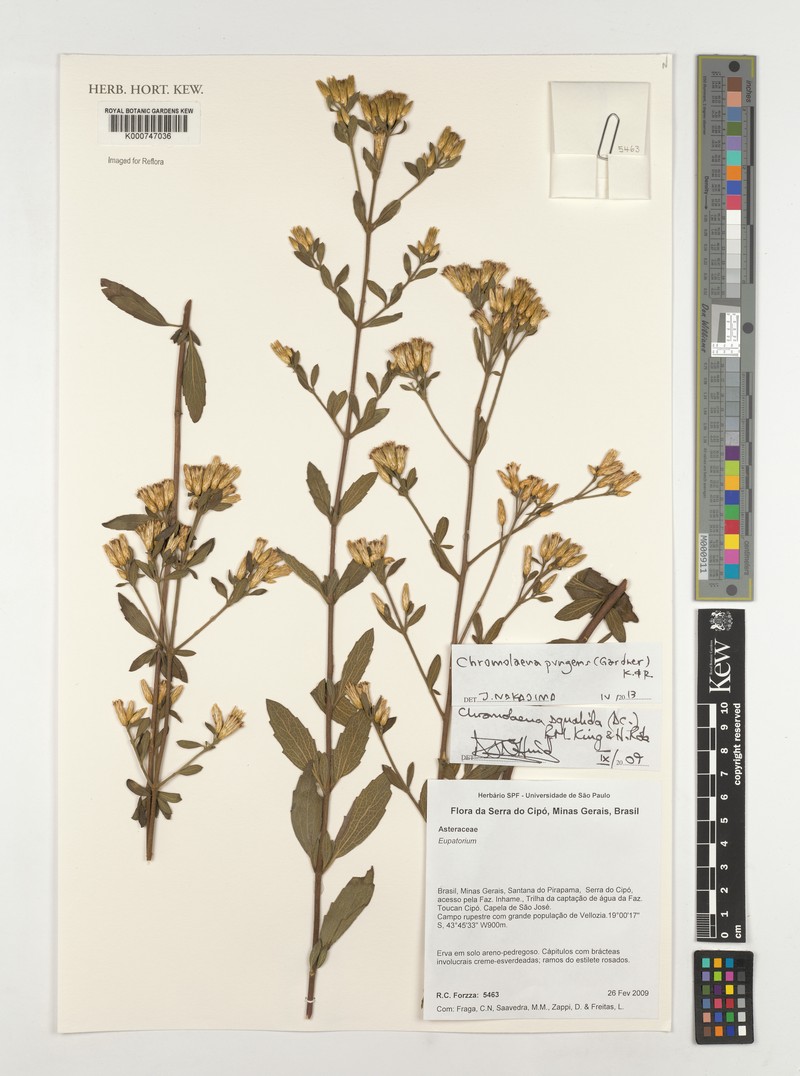 Chromolaena pungens photo 2