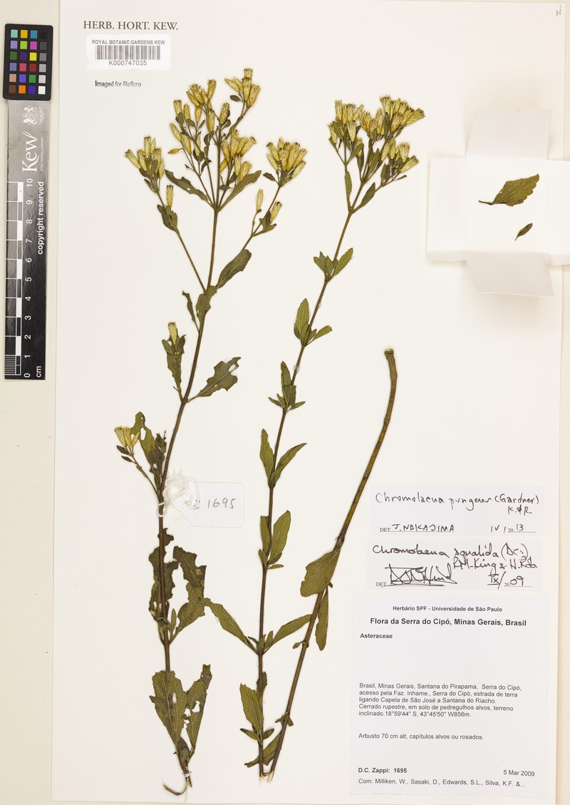 Chromolaena pungens photo 3