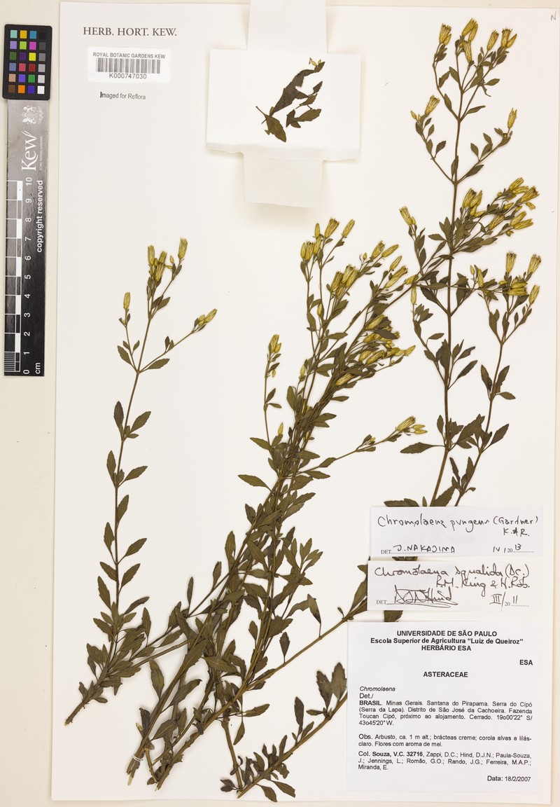 Chromolaena pungens photo 4