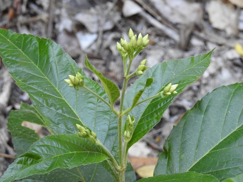Chromolaena quercetorum