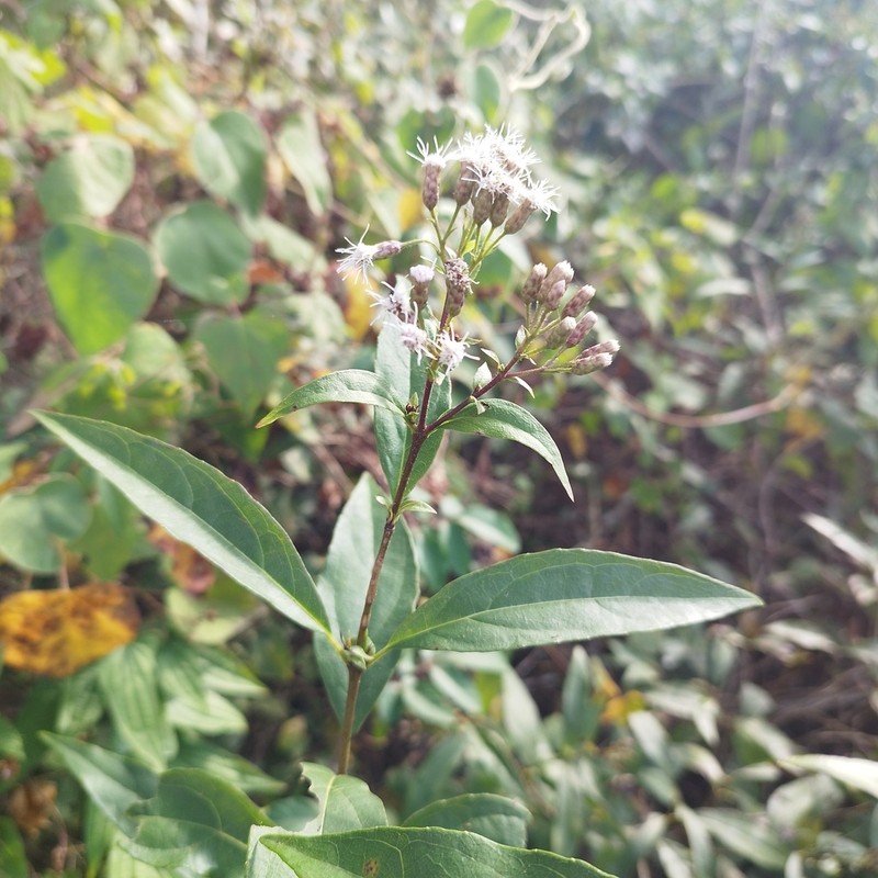 Chromolaena quercetorum photo 2