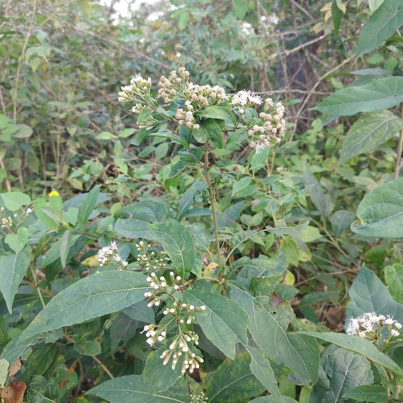 Chromolaena quercetorum photo 3