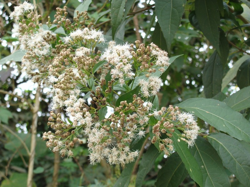 Chromolaena quercetorum photo 4