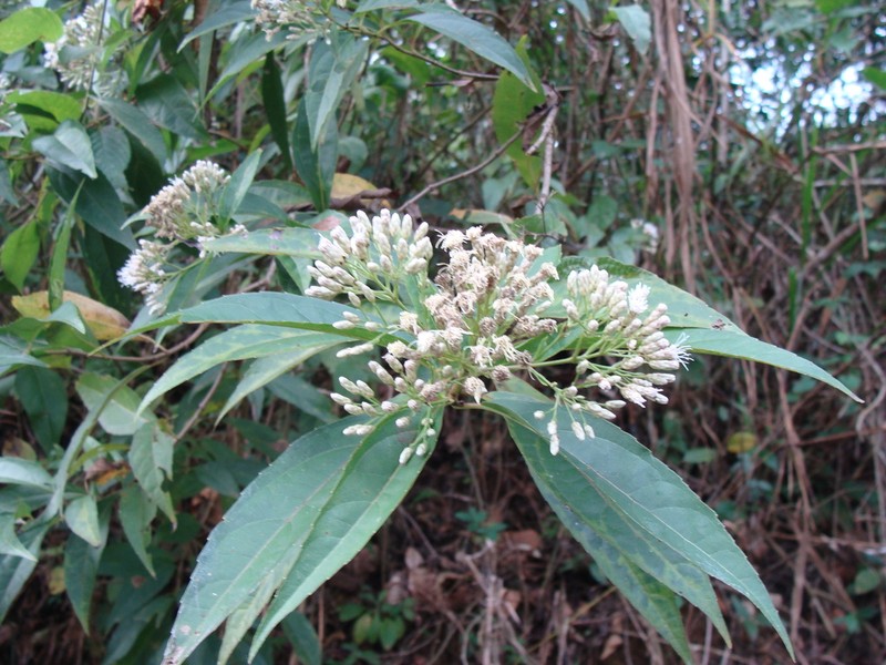 Chromolaena quercetorum photo 5