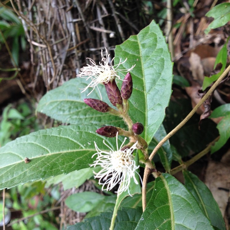 Chromolaena quercetorum photo 6