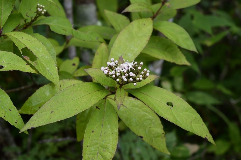 Chromolaena quercetorum photo 7