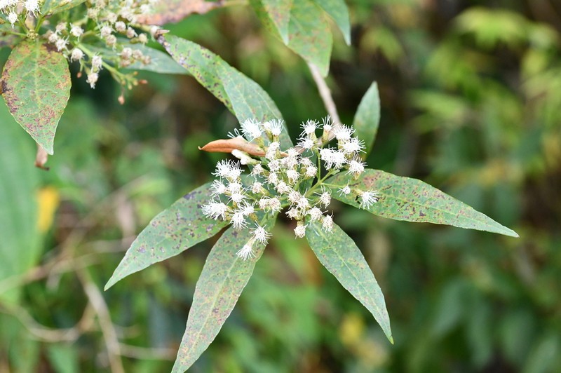 Chromolaena quercetorum photo 8