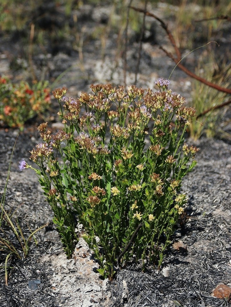 Chromolaena revoluta photo 3