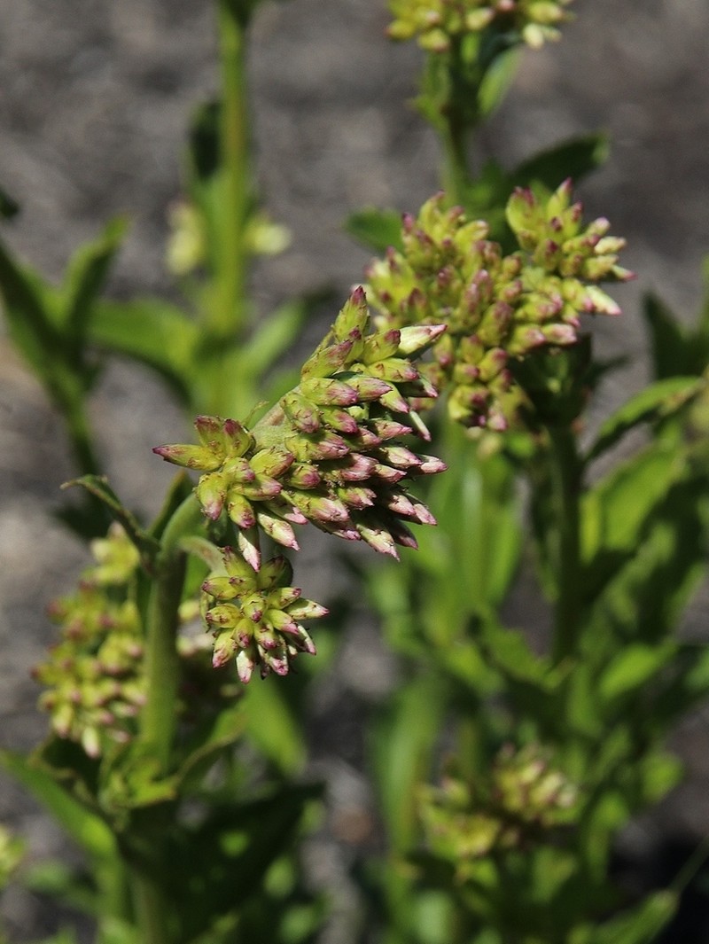 Chromolaena revoluta photo 6