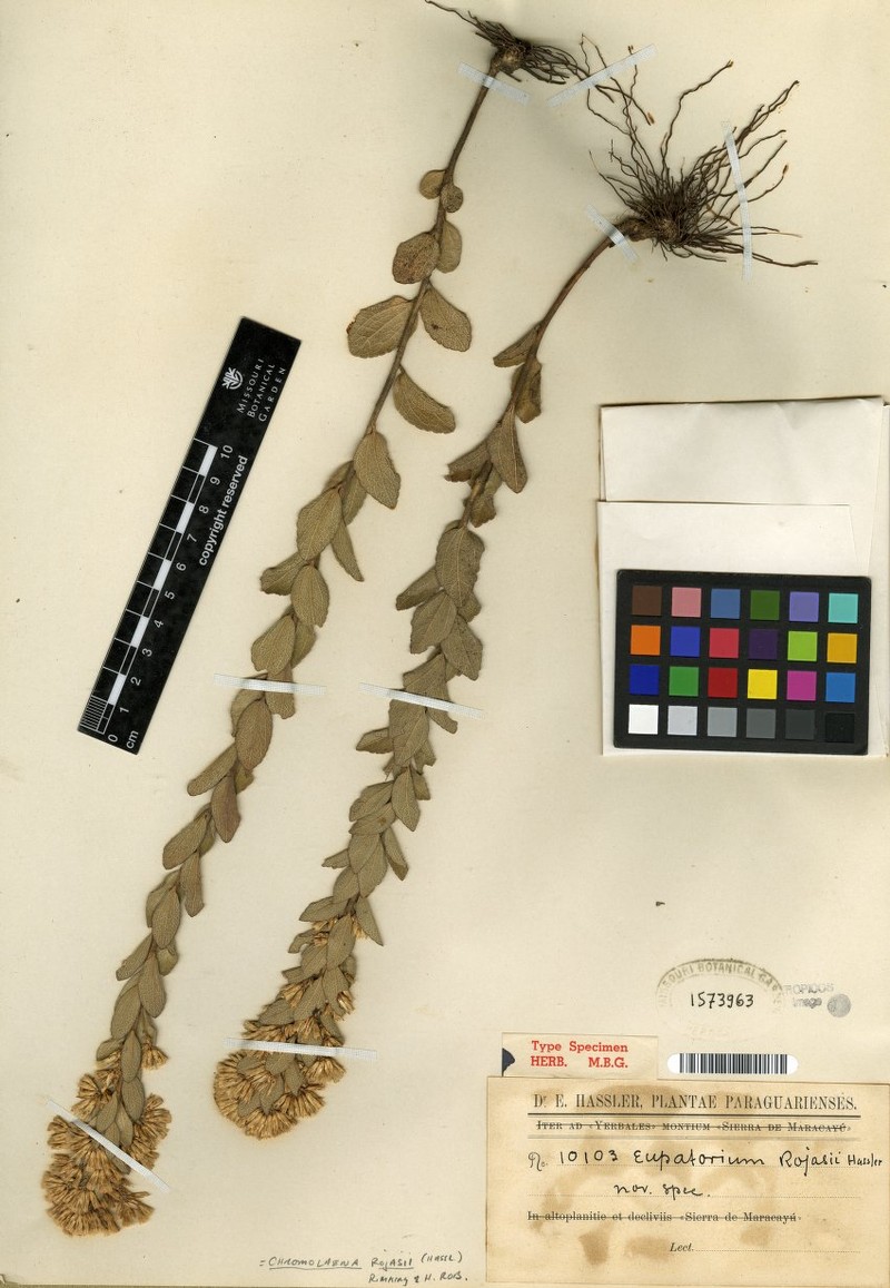 Chromolaena rojasii