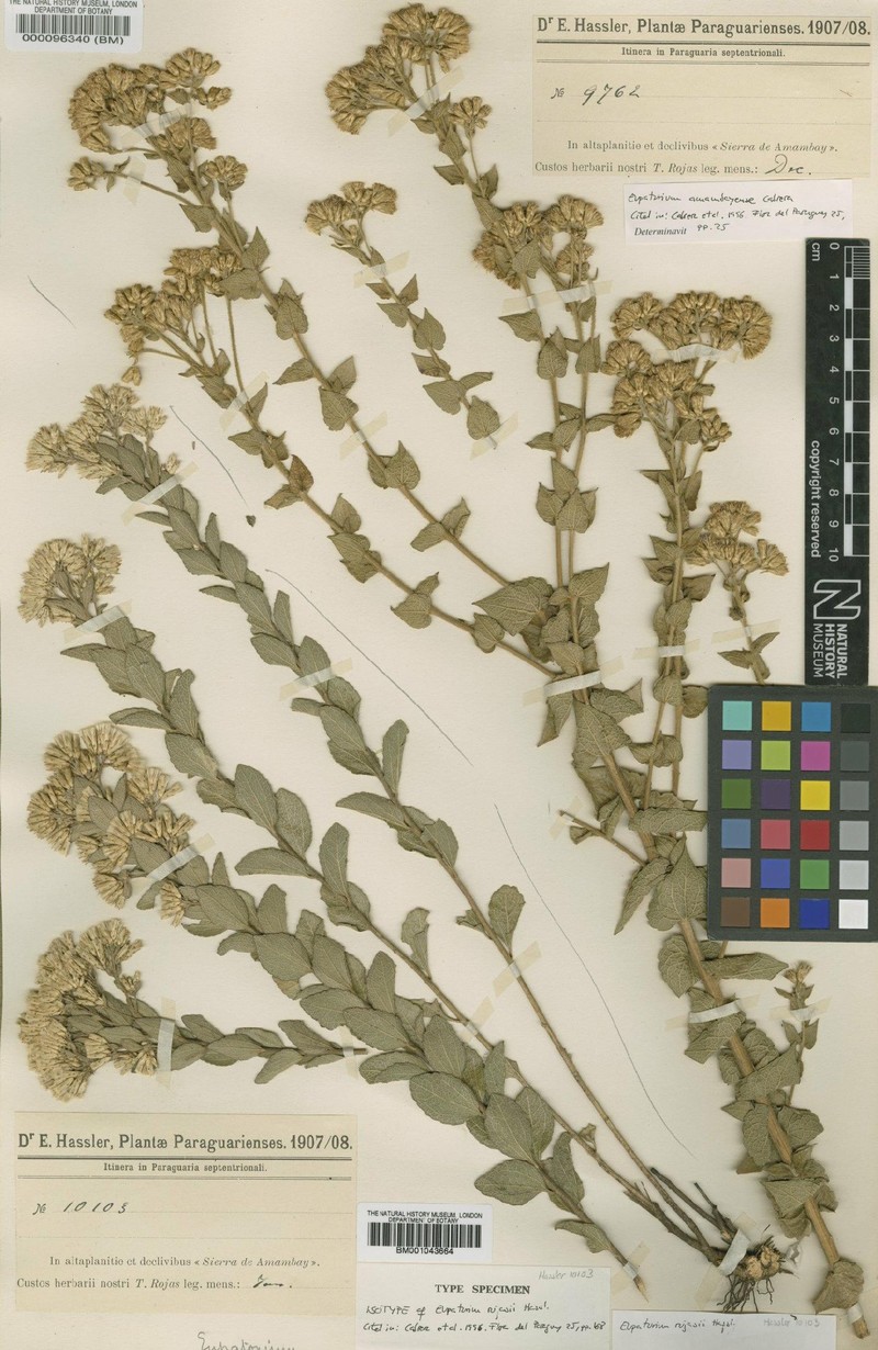 Chromolaena rojasii photo 2