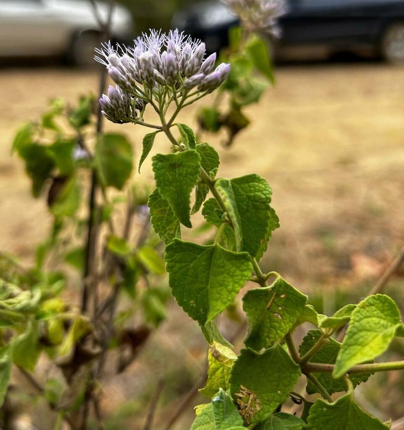 Chromolaena roseorum photo 2