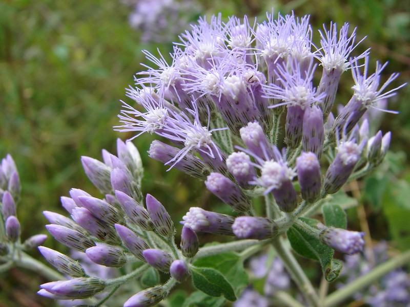 Chromolaena roseorum photo 4