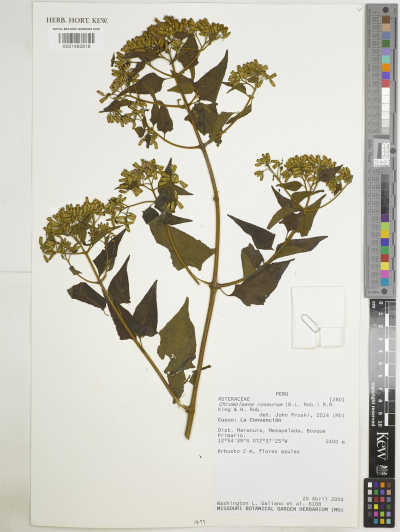 Chromolaena roseorum photo 5