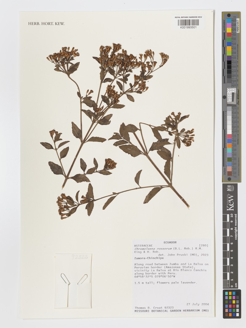 Chromolaena roseorum photo 6