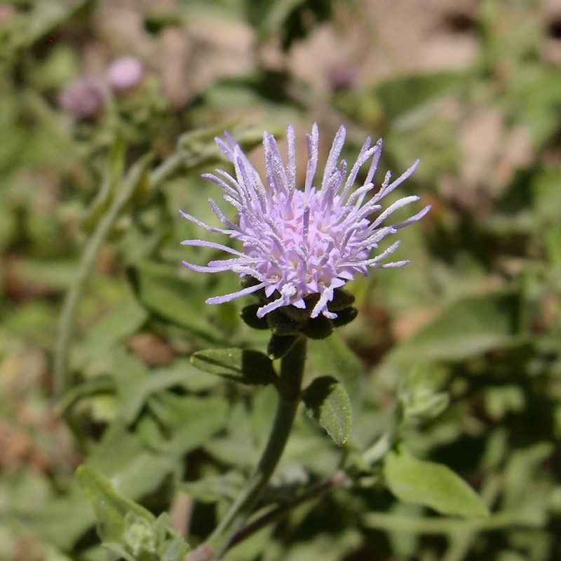 Chromolaena sagittata