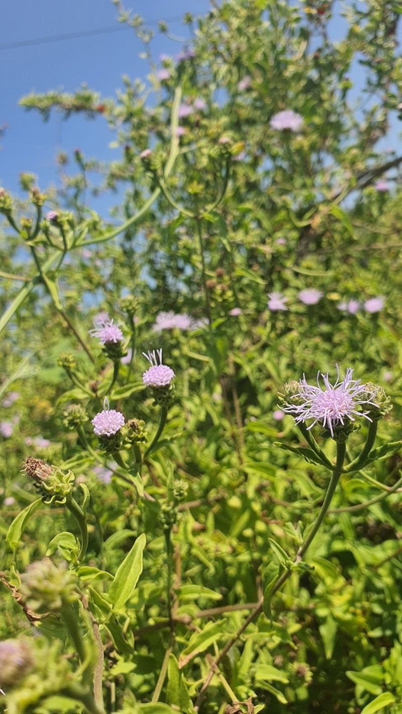 Chromolaena sagittata photo 2