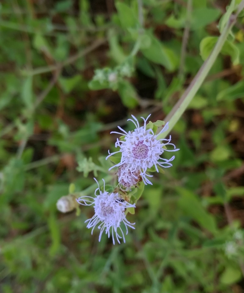 Chromolaena sagittata photo 3