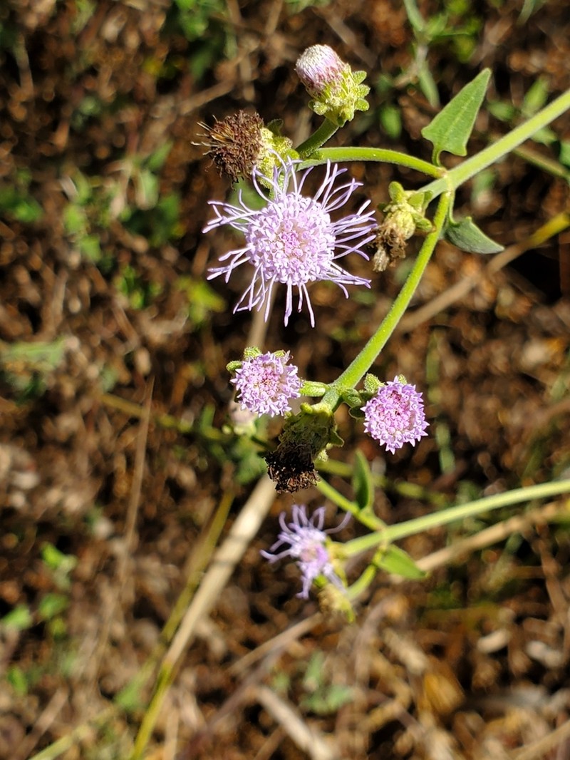 Chromolaena sagittata photo 4