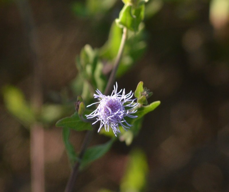 Chromolaena sagittata photo 5