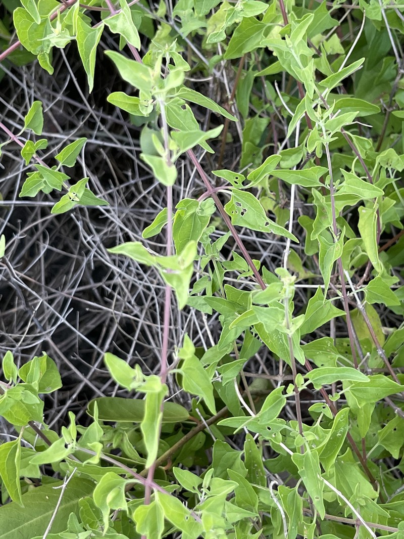 Chromolaena sagittata photo 7