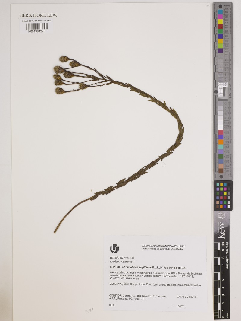 Chromolaena sagittifera
