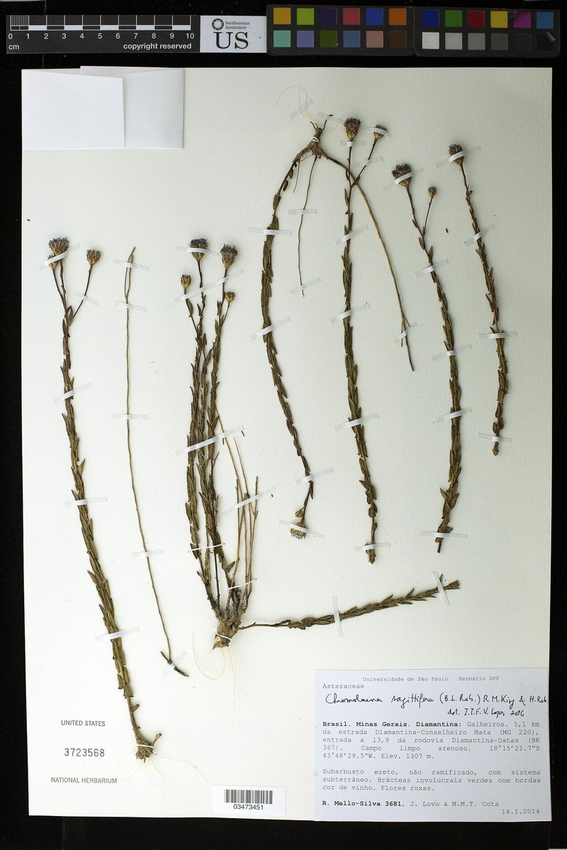 Chromolaena sagittifera photo 2