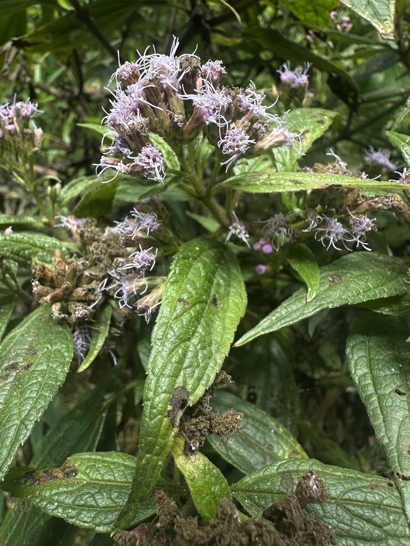 Chromolaena scabra