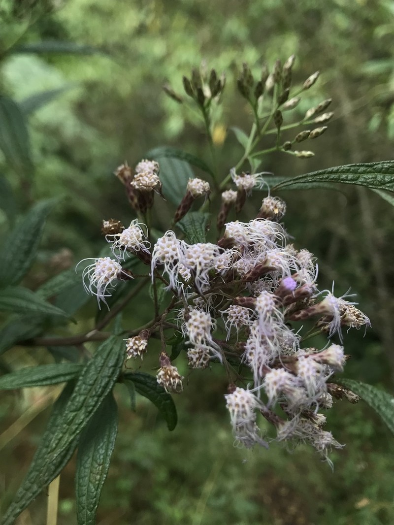 Chromolaena scabra photo 2