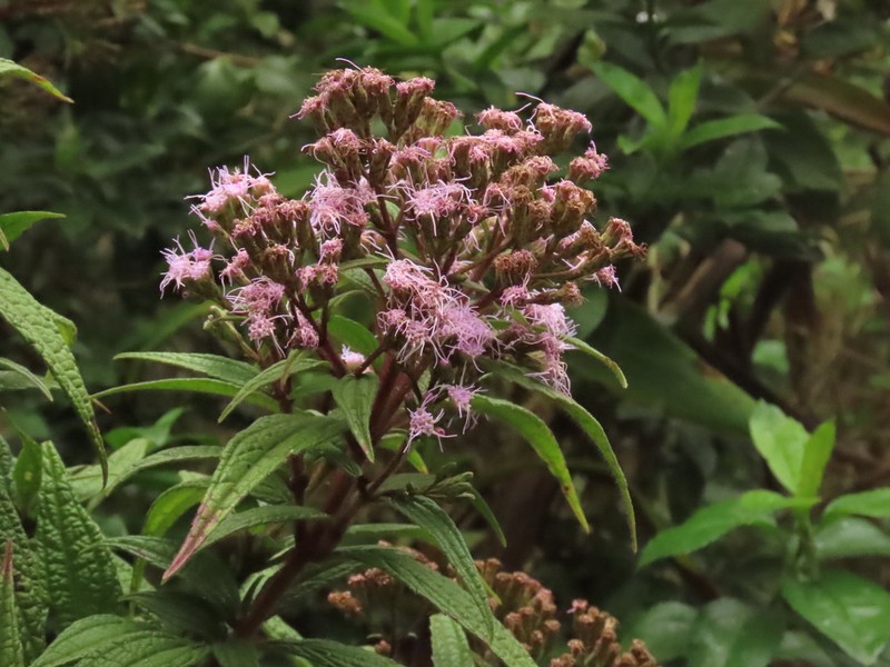 Chromolaena scabra photo 3