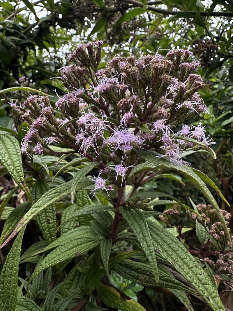 Chromolaena scabra photo 4