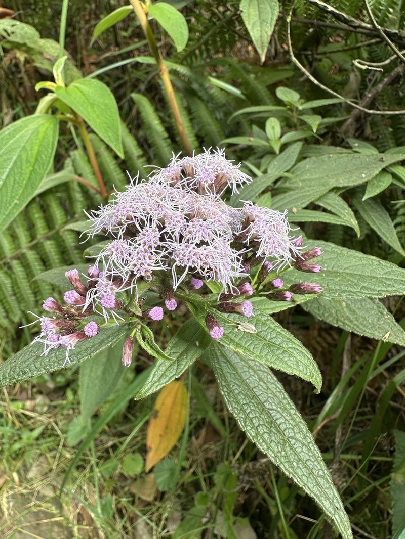 Chromolaena scabra photo 5