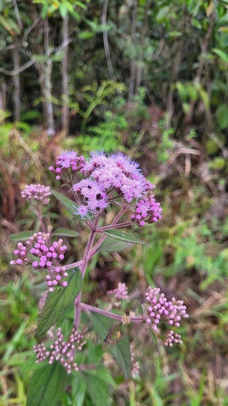 Chromolaena scabra photo 6