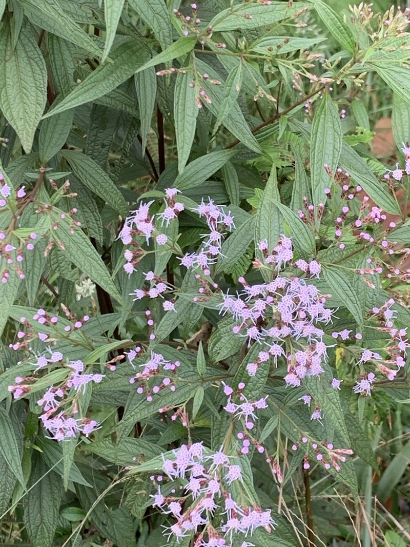 Chromolaena scabra photo 8