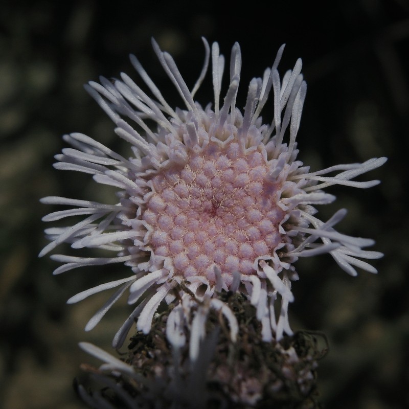 Chromolaena serratuloides photo 2