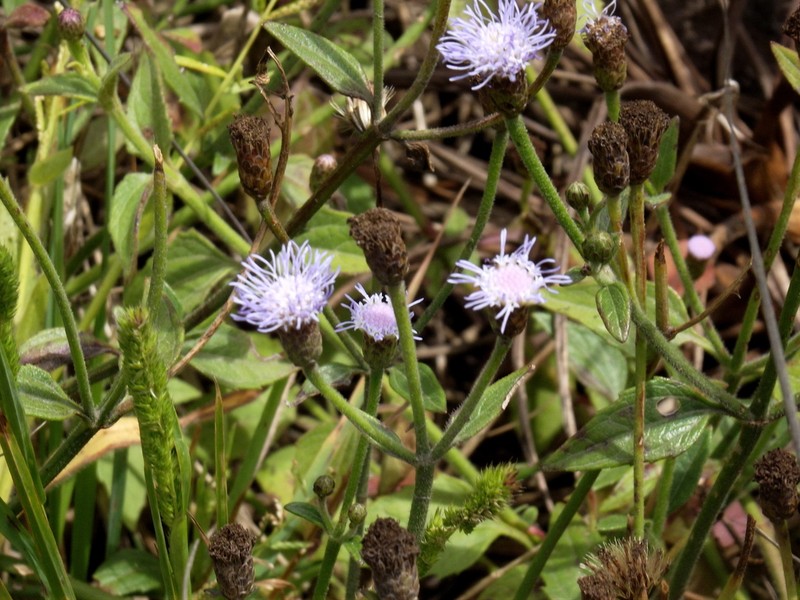 Chromolaena serratuloides photo 3