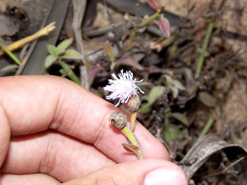Chromolaena serratuloides photo 5