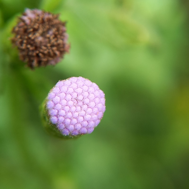 Chromolaena serratuloides photo 6