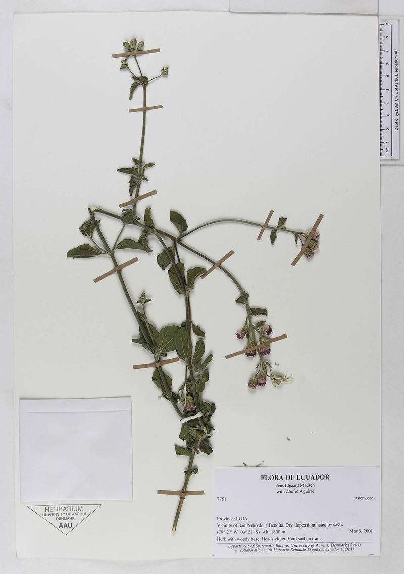 Chromolaena serratuloides photo 7
