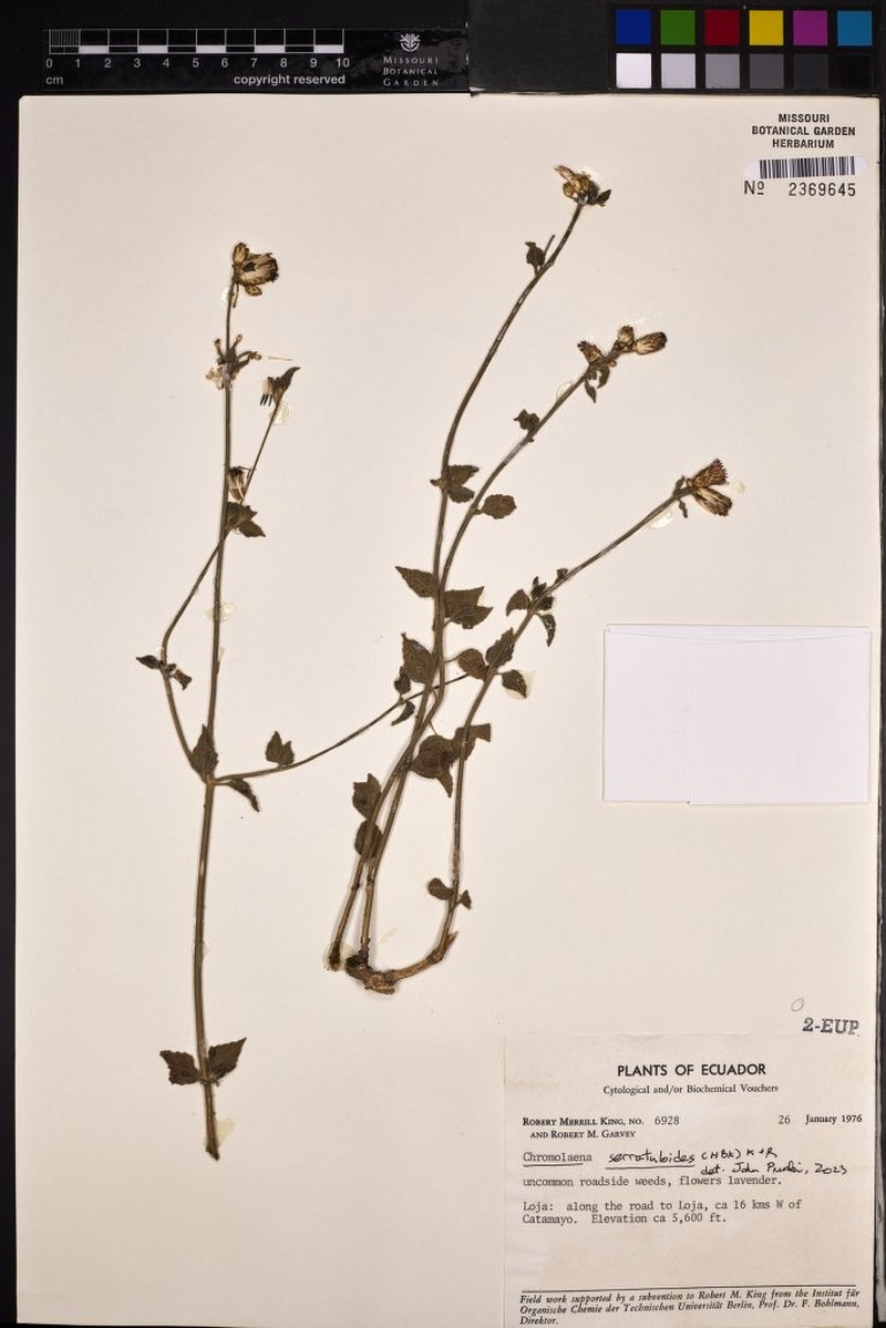 Chromolaena serratuloides photo 8