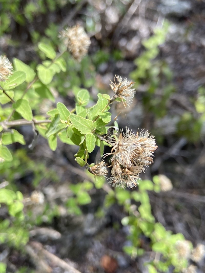 Wavyleaf Thoroughwort
