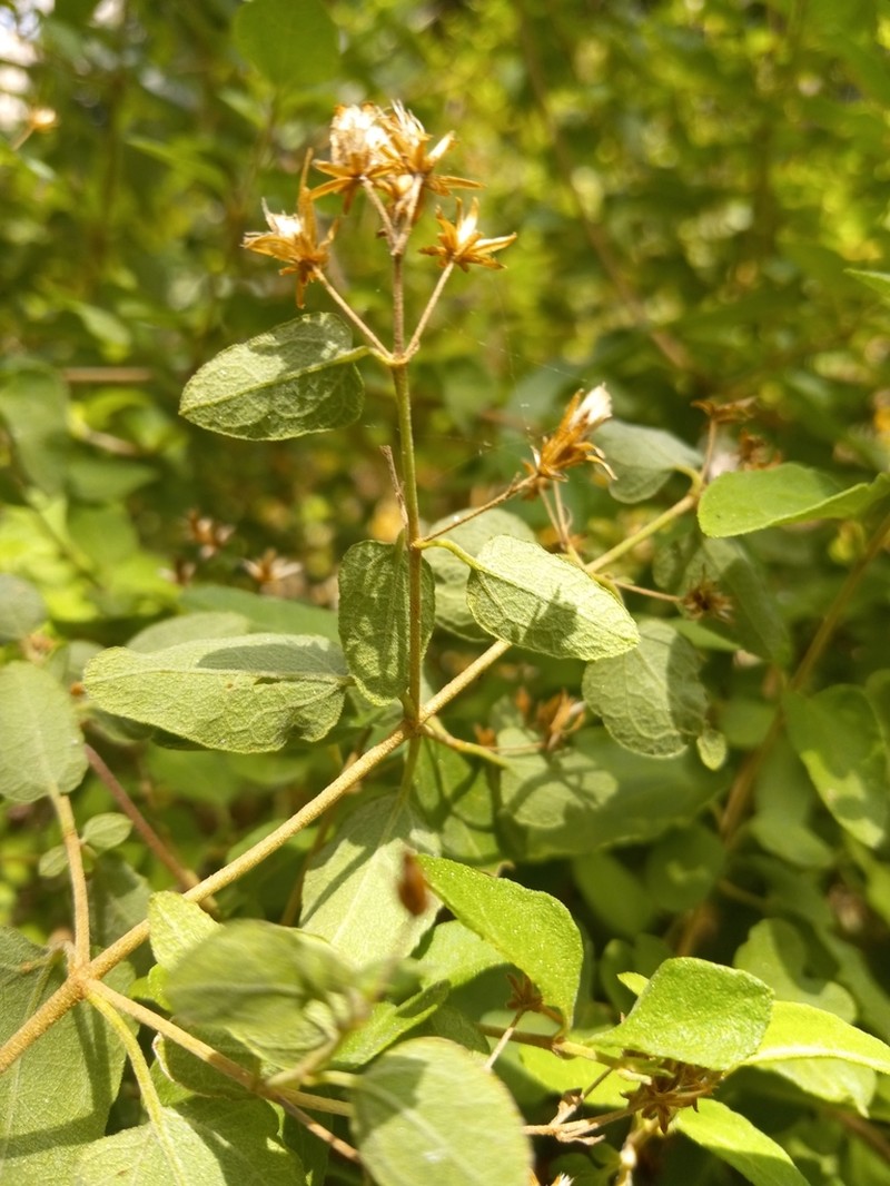 Wavyleaf Thoroughwort