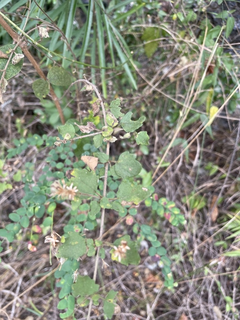 Wavyleaf Thoroughwort photo 2