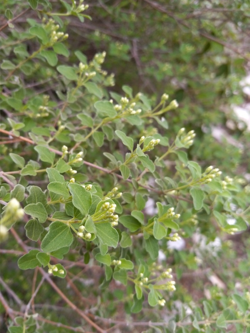 Wavyleaf Thoroughwort photo 3