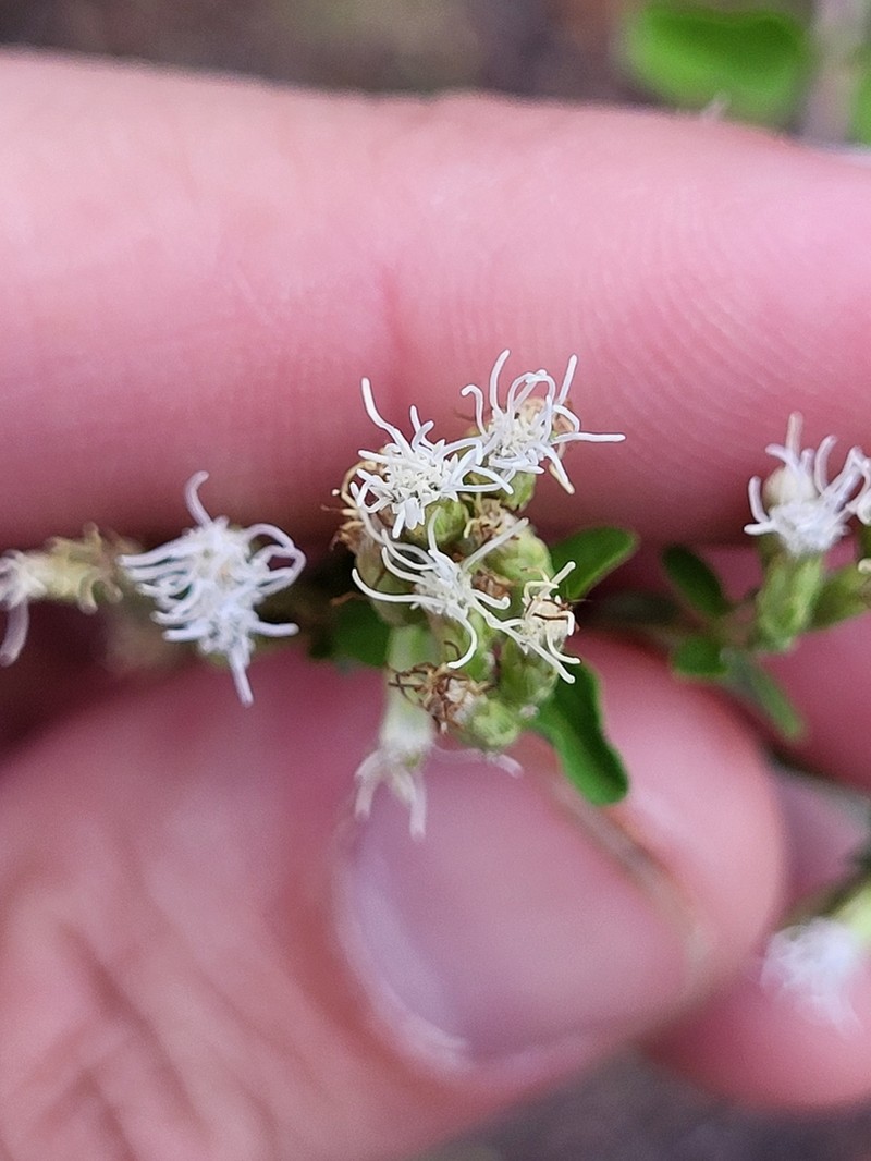 Wavyleaf Thoroughwort photo 4